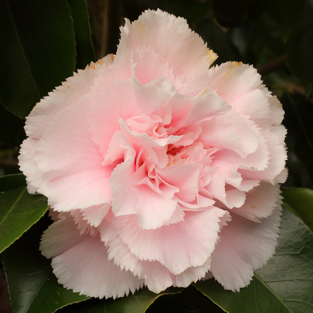 Camellia japonica 'Hawaii' (1K-018) | Jim's Camellias