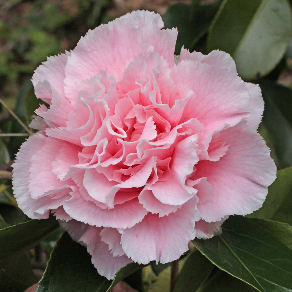 Camellia japonica 'Hawaii'