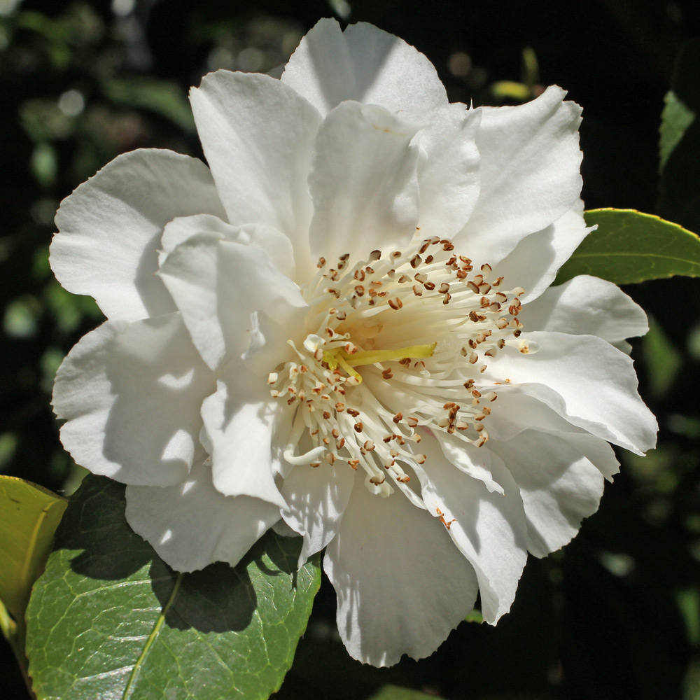 Camellia x williamsii 'Jill Totty'