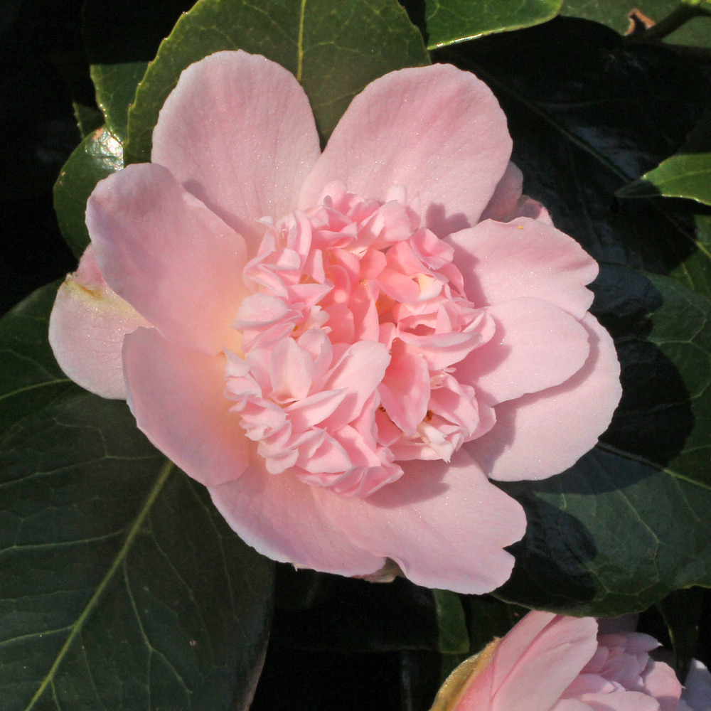 Camellia japonica 'Kewpie Doll'