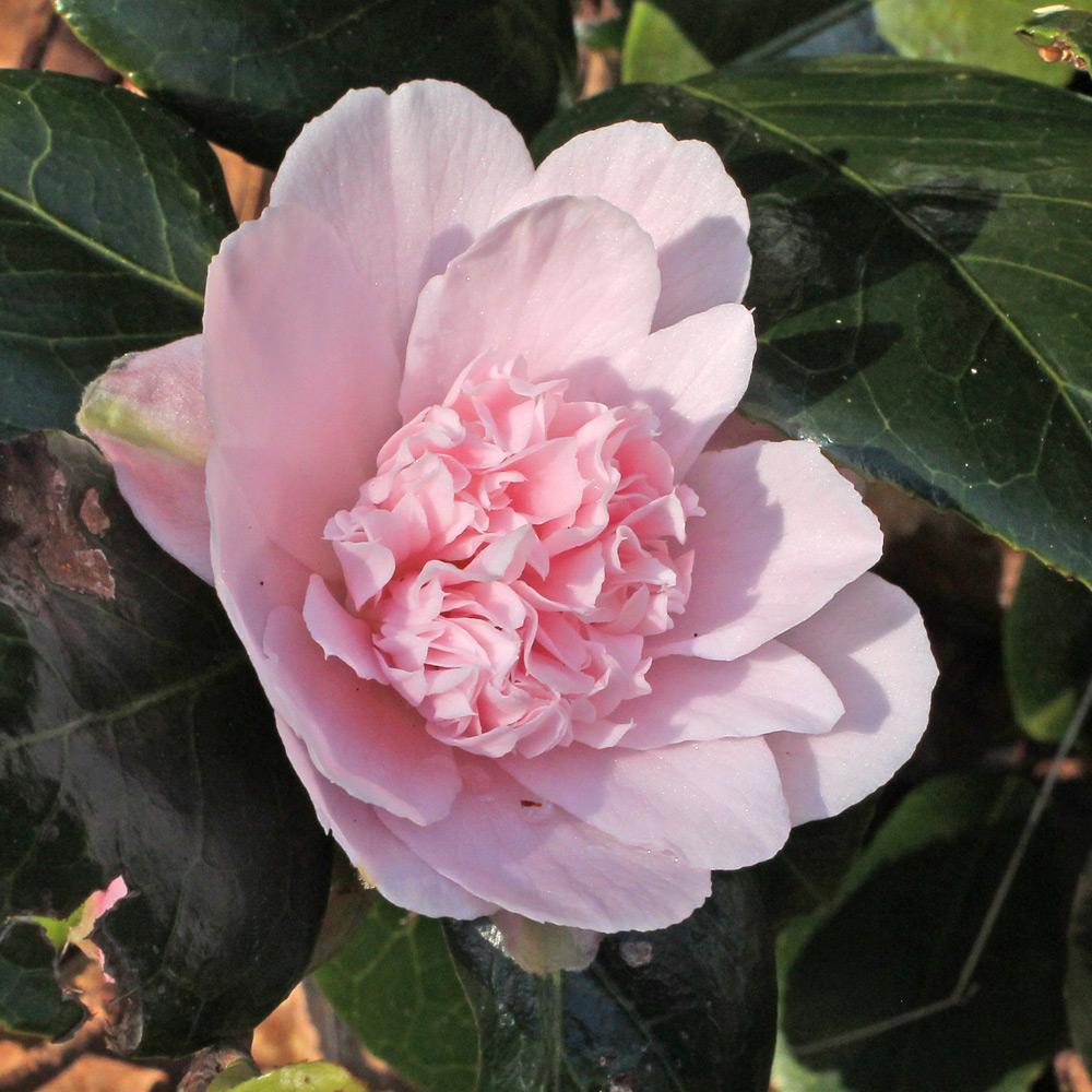 Camellia japonica 'Kewpie Doll'