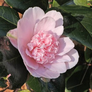 Camellia japonica 'Kewpie Doll'