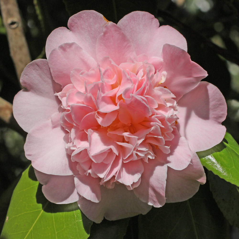 Camellia japonica 'Kitty Berry'