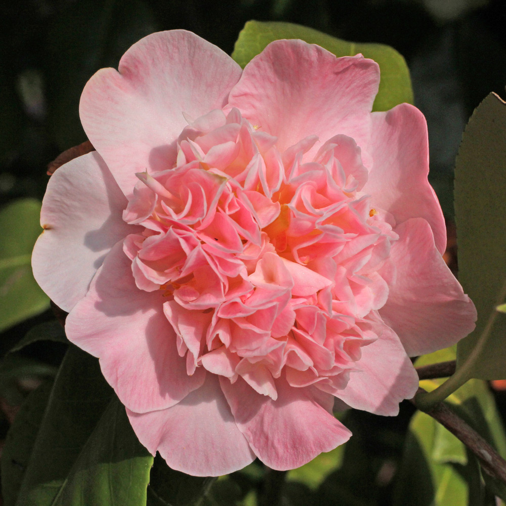 Camellia japonica 'Kitty Berry'
