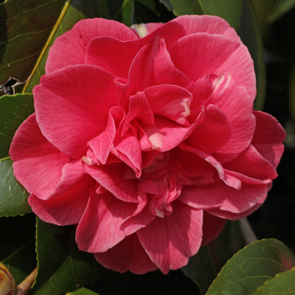 Camellia japonica 'Lady Erma'
