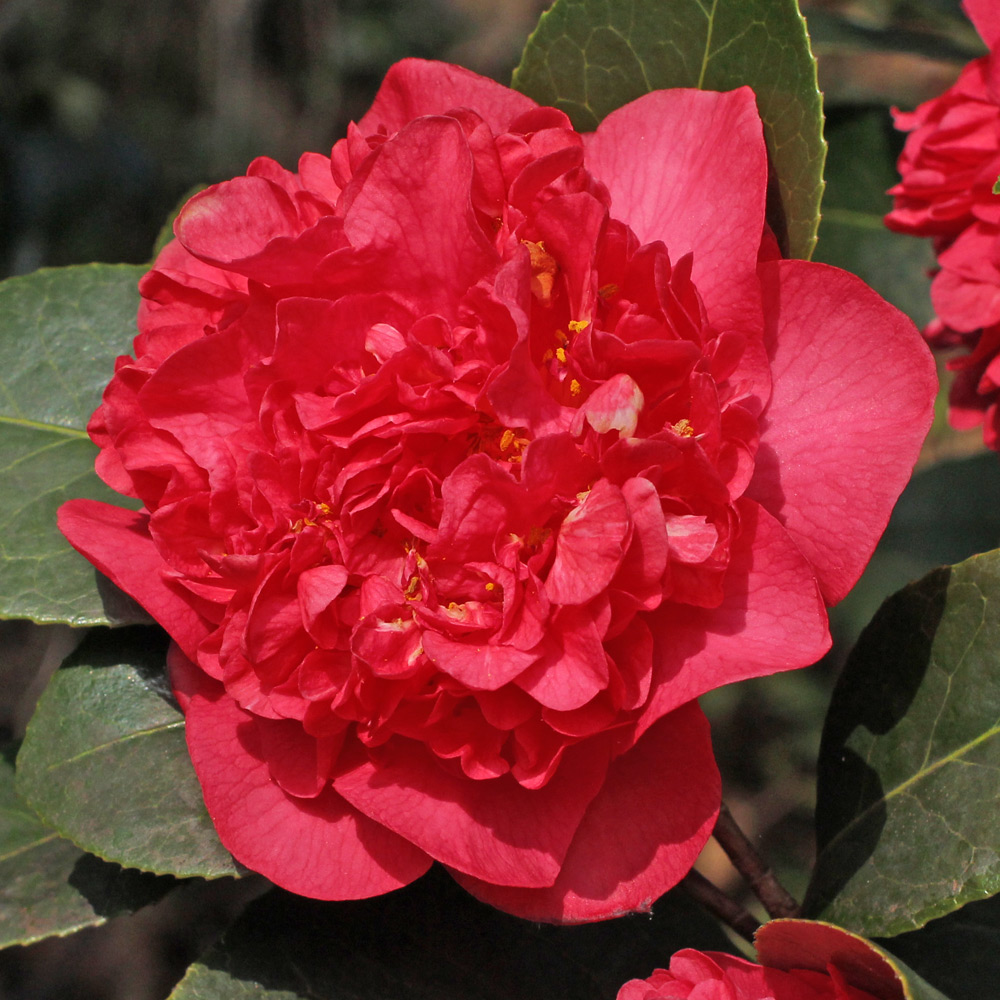 Camellia x williamsii 'Laura Boscawen'