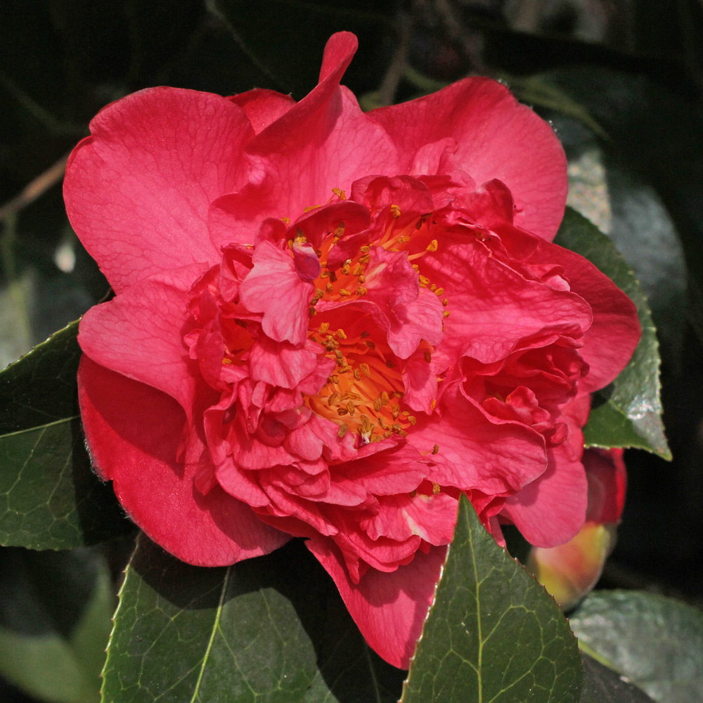 Camellia x williamsii 'Laura Boscawen'