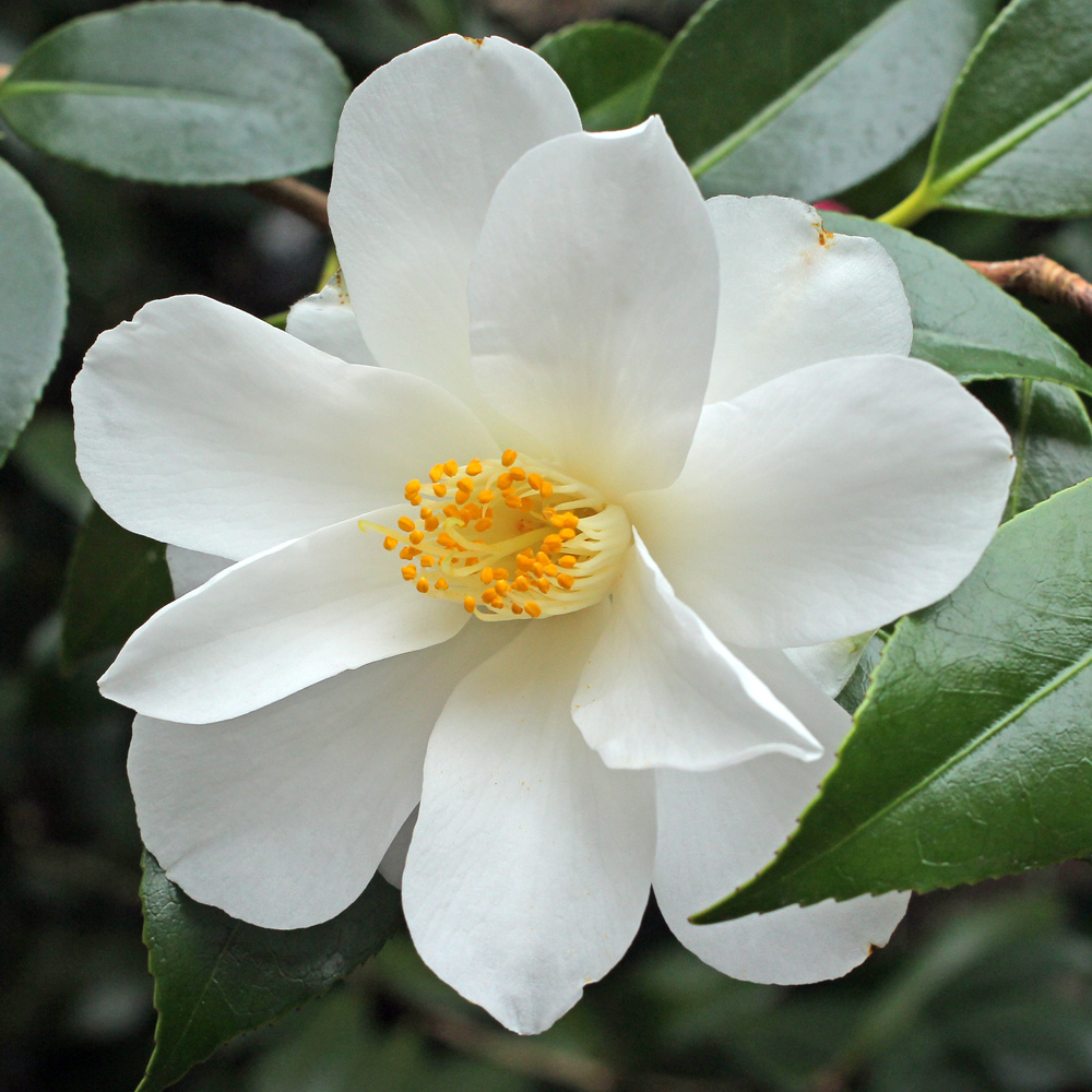 Camellia japonica 'Lily Pons'