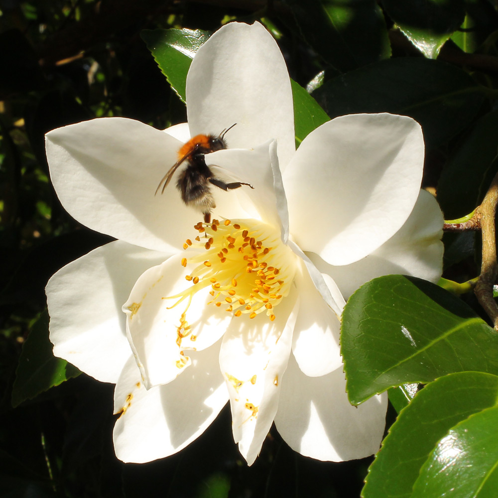 Camellia japonica 'Lily Pons'