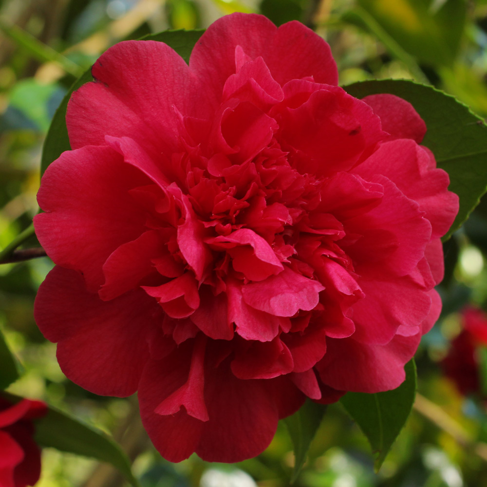 Camellia japonica 'Mariann'