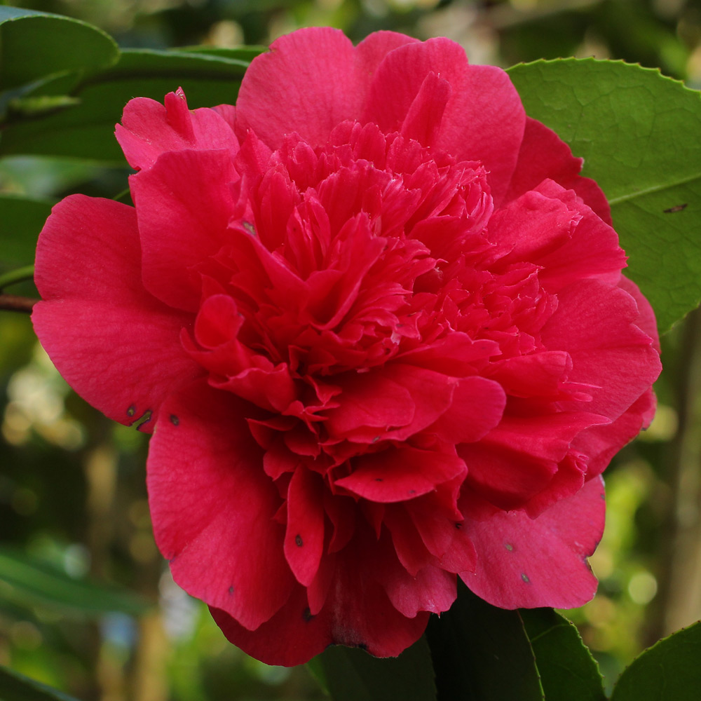 Camellia japonica 'Mariann'