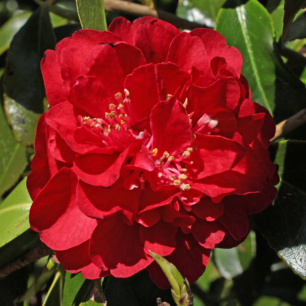 Camellia japonica 'Maroon and Gold'