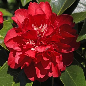 Camellia japonica 'Maroon and Gold'