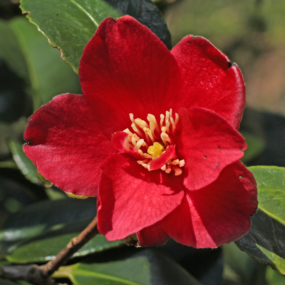 Camellia japonica 'Midnight Serenade'