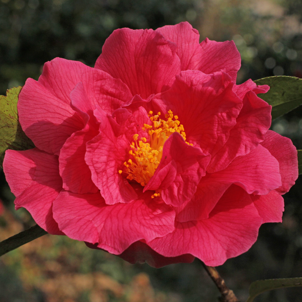 Camellia 'Milo Rowell'
