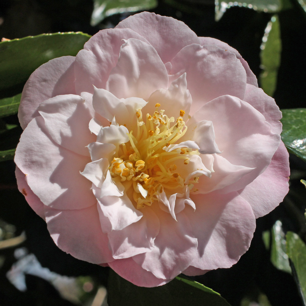 Camellia japonica 'Patricia Ann'