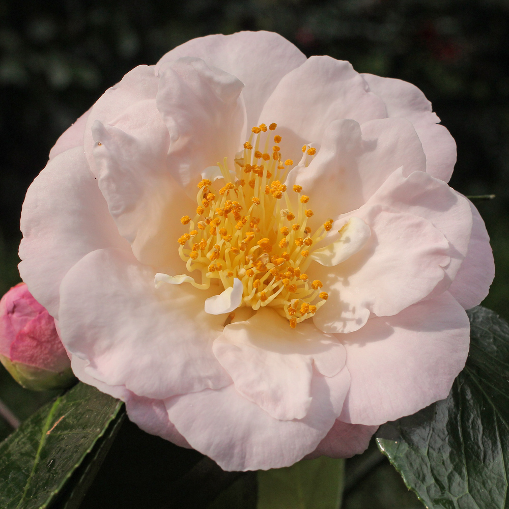 Camellia japonica 'Patricia Ann'