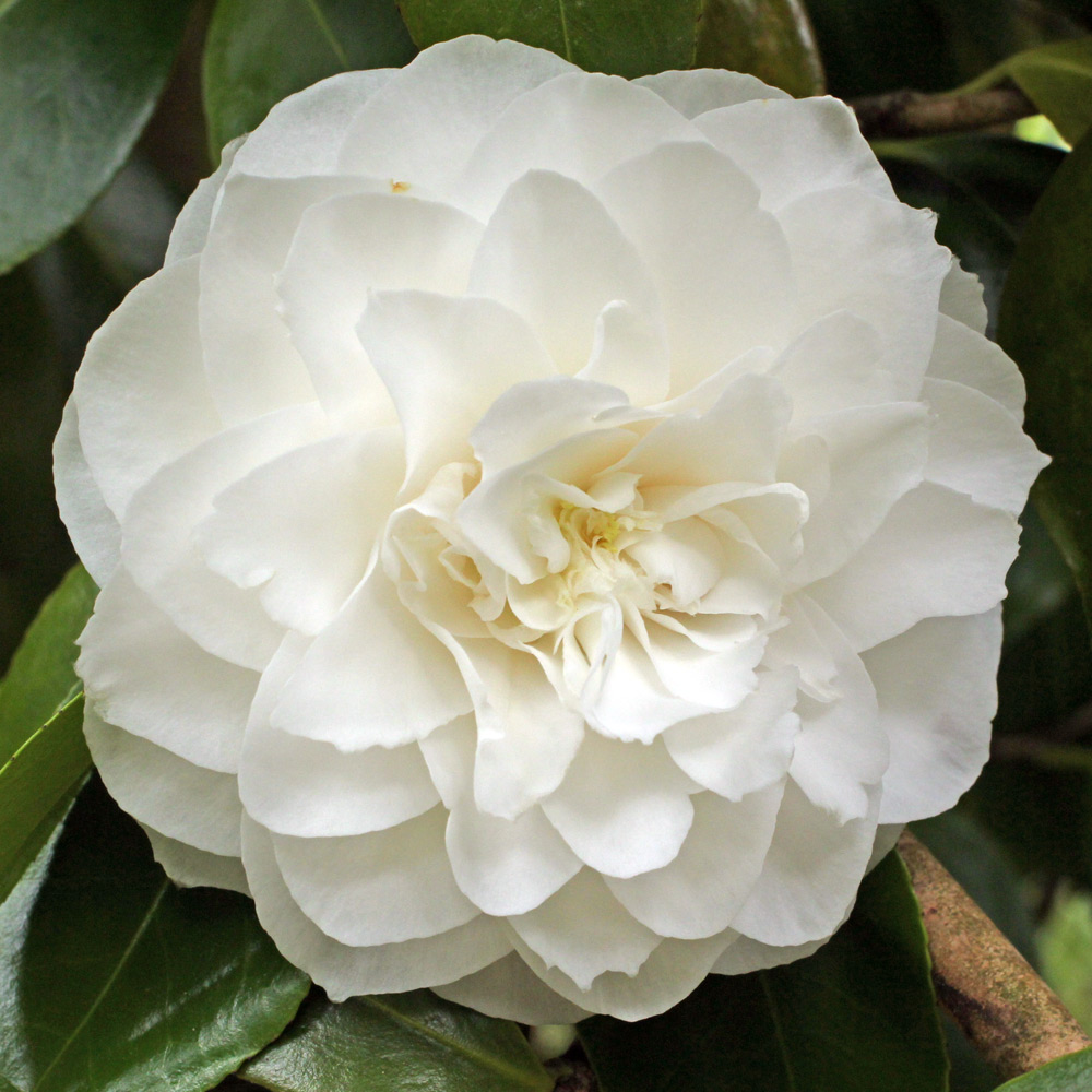 Camellia japonica 'Primavera'