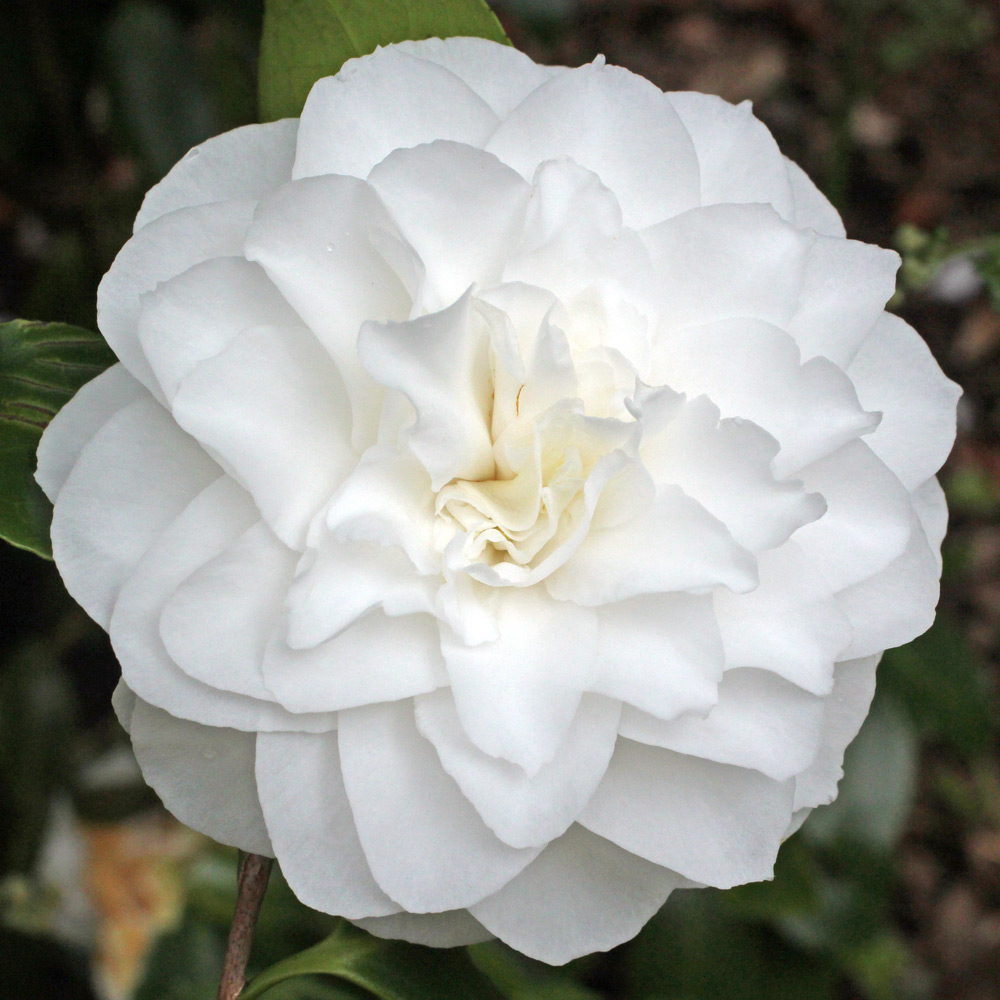 Camellia japonica 'Primavera'