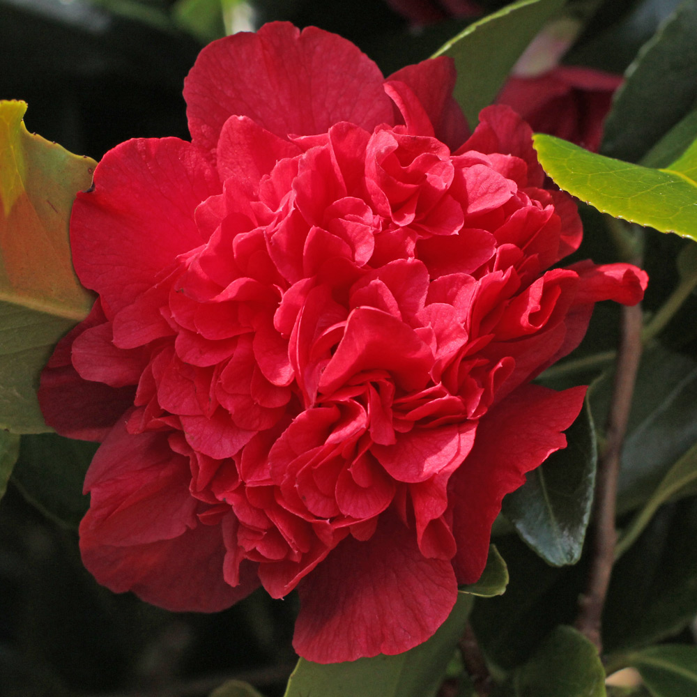 Camellia japonica 'Roman Soldier'