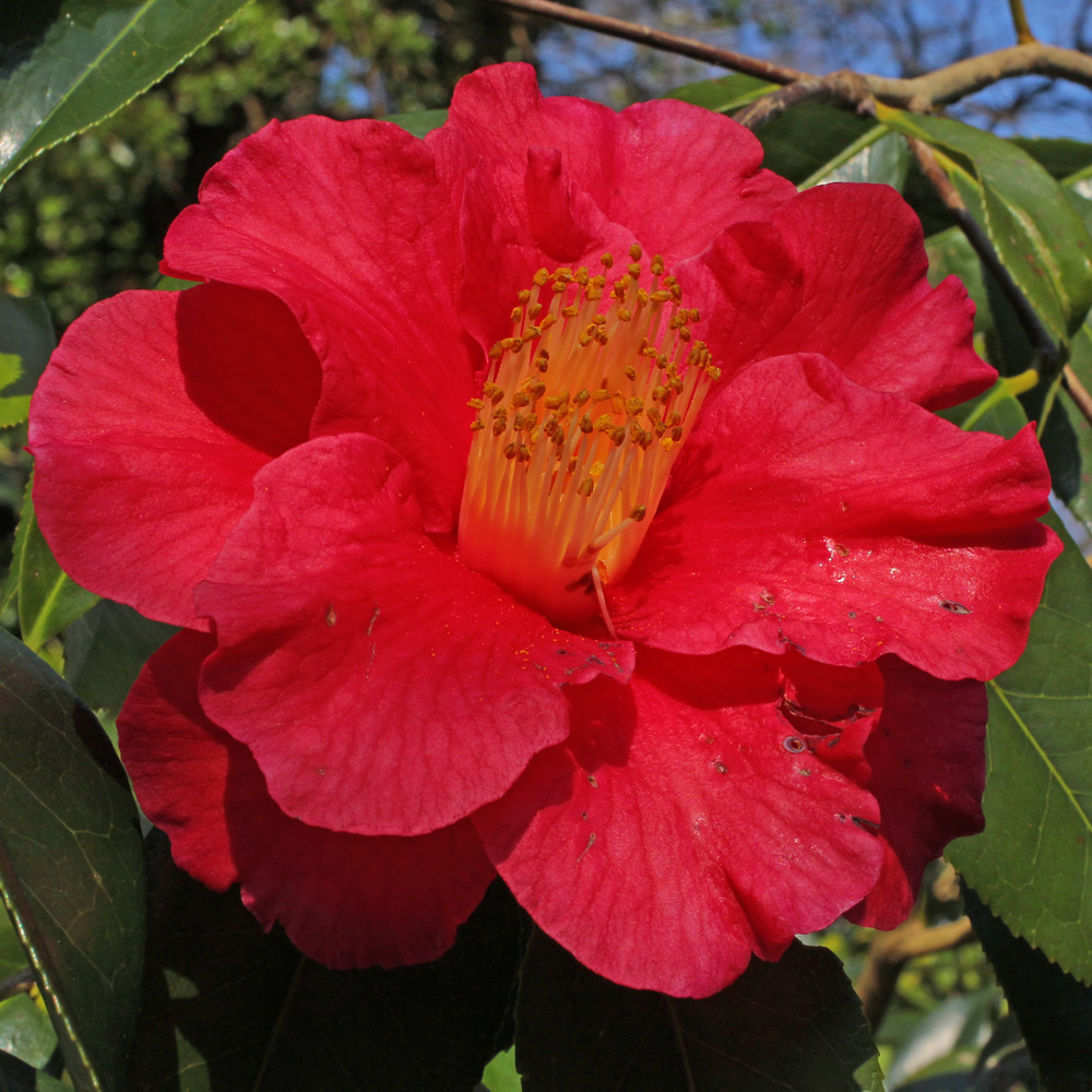Camellia 'Royalty'