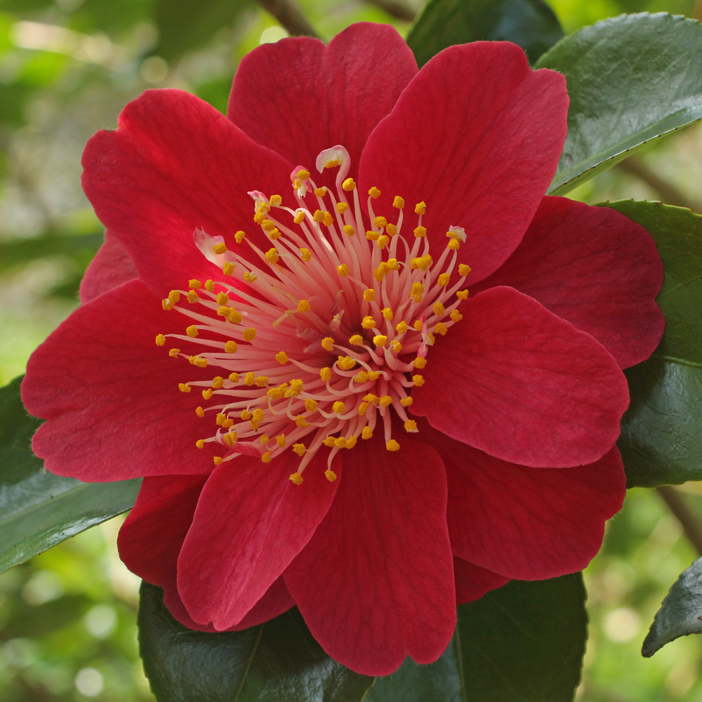 Camellia japonica 'Ruddigore'