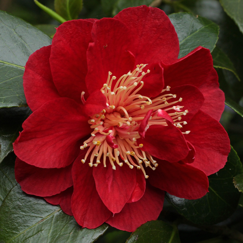 Camellia japonica 'San Dimas'