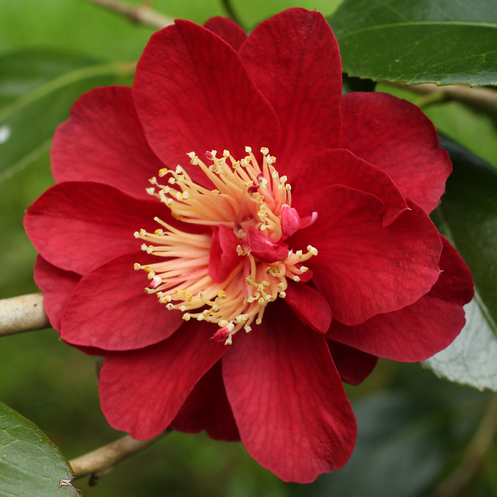 Camellia japonica 'San Dimas'