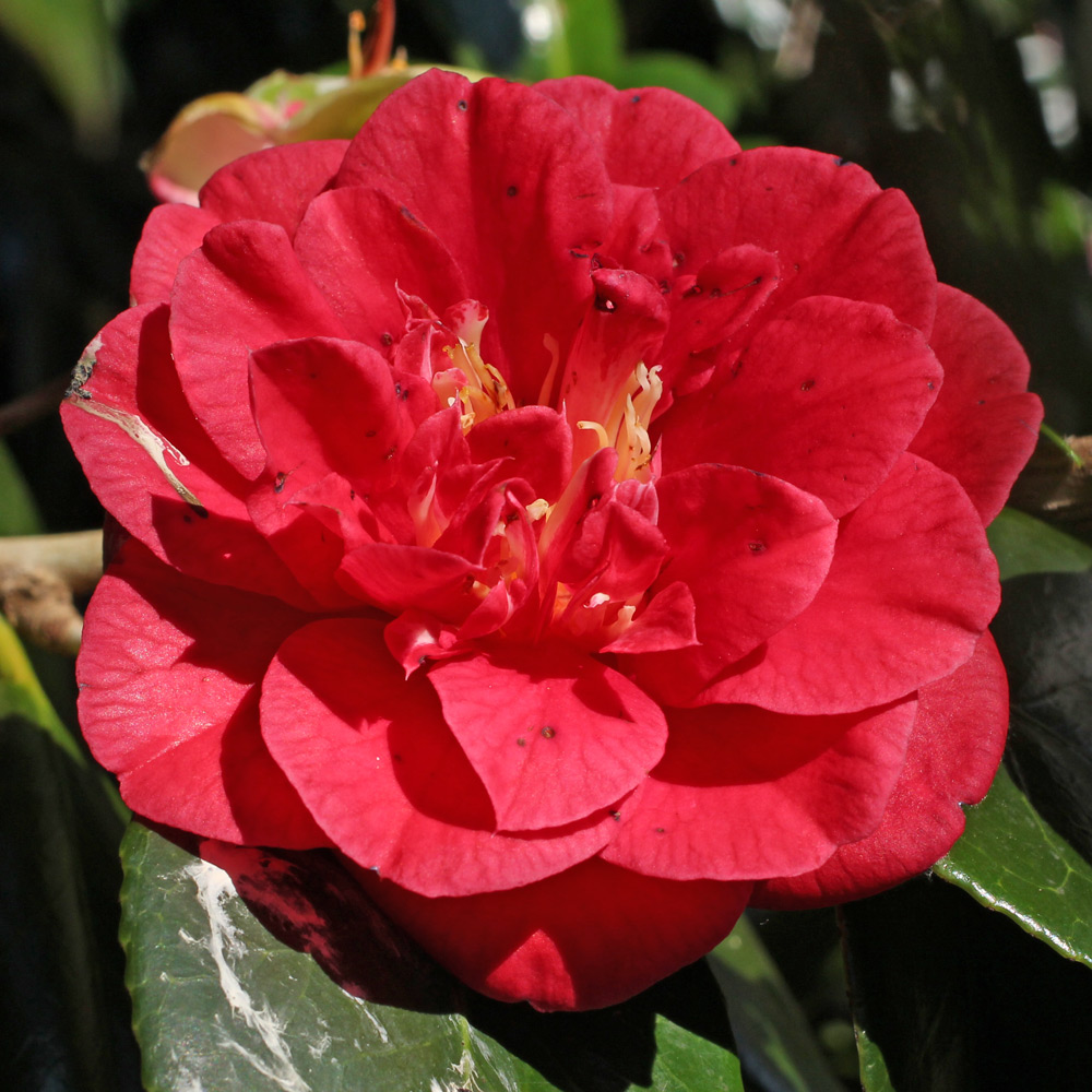 Camellia japonica 'Saturnia'