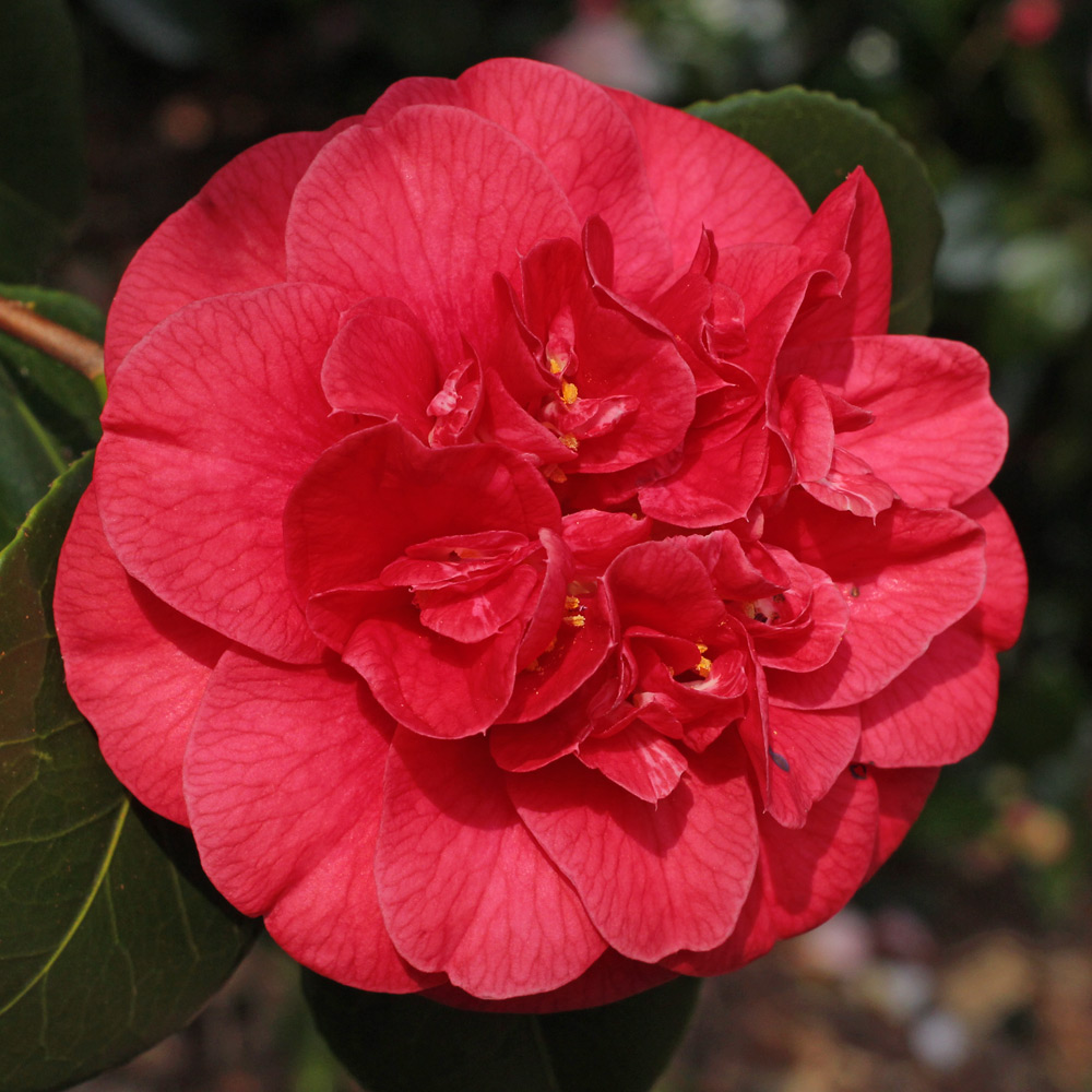Camellia japonica 'Saturnia'