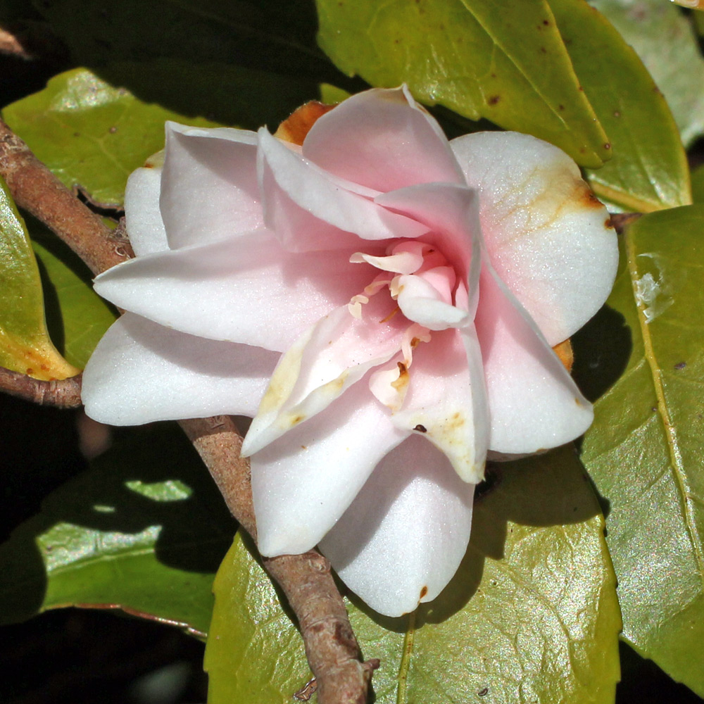 Camellia 'Spring Mist'
