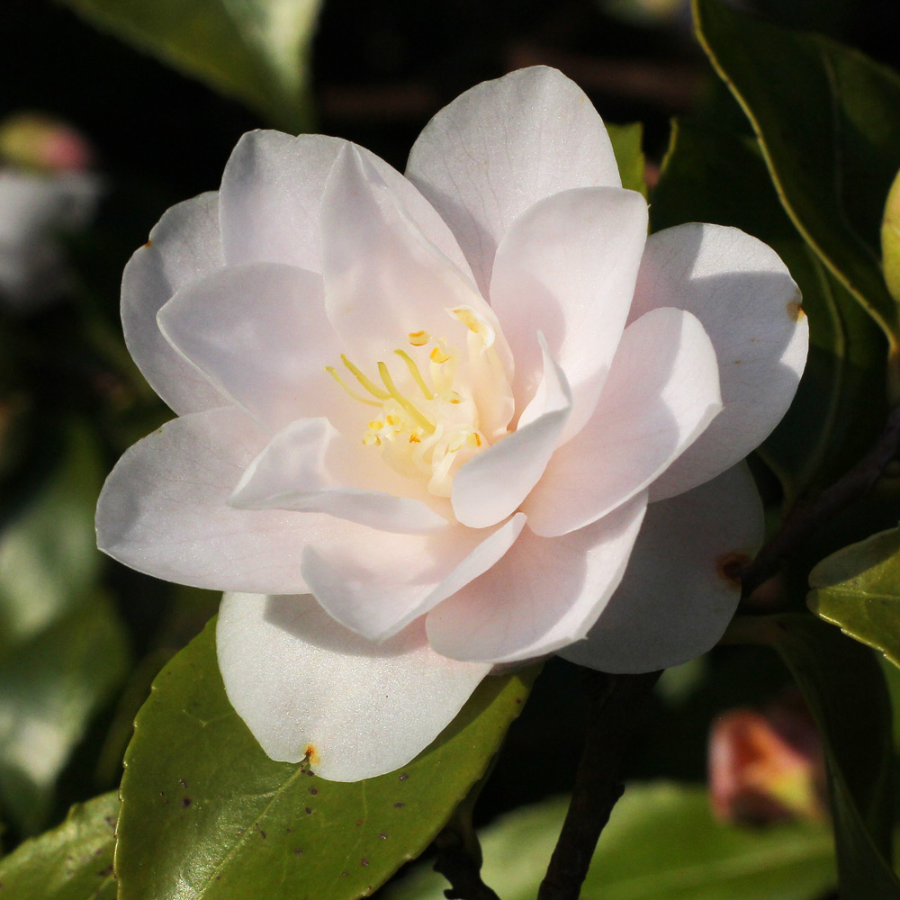 Camellia 'Spring Mist'