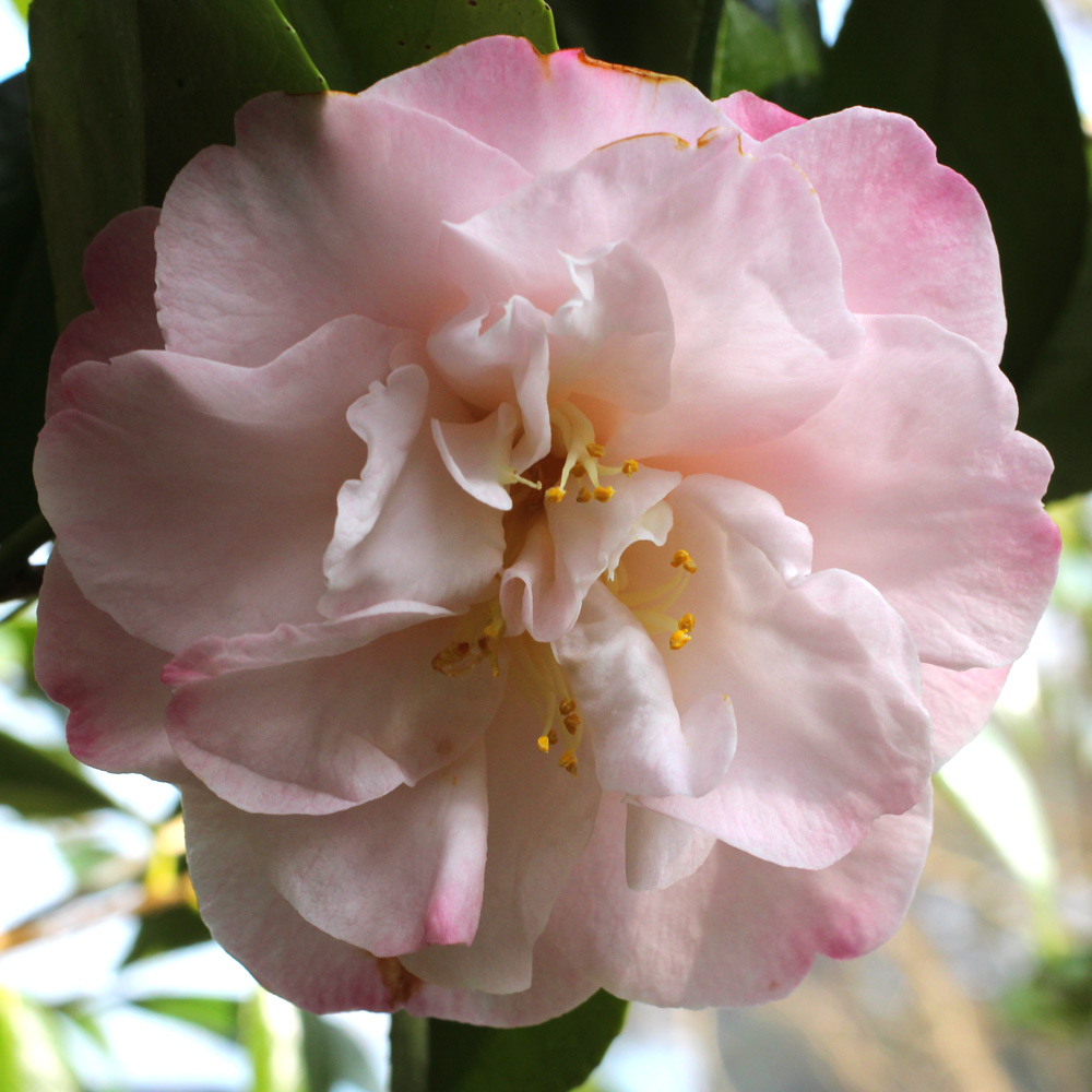 Camellia japonica 'Dr Tinsley'