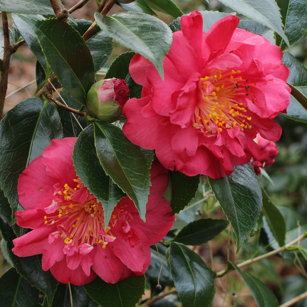 Camellia japonica 'Angela Cocchi'
