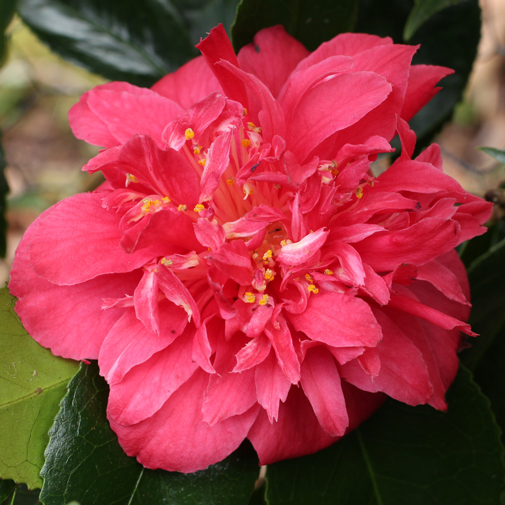 Camellia japonica 'Angela Cocchi'