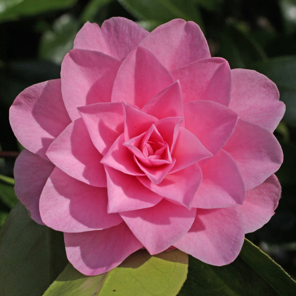 Camellia x williamsii 'Betty Ridley'