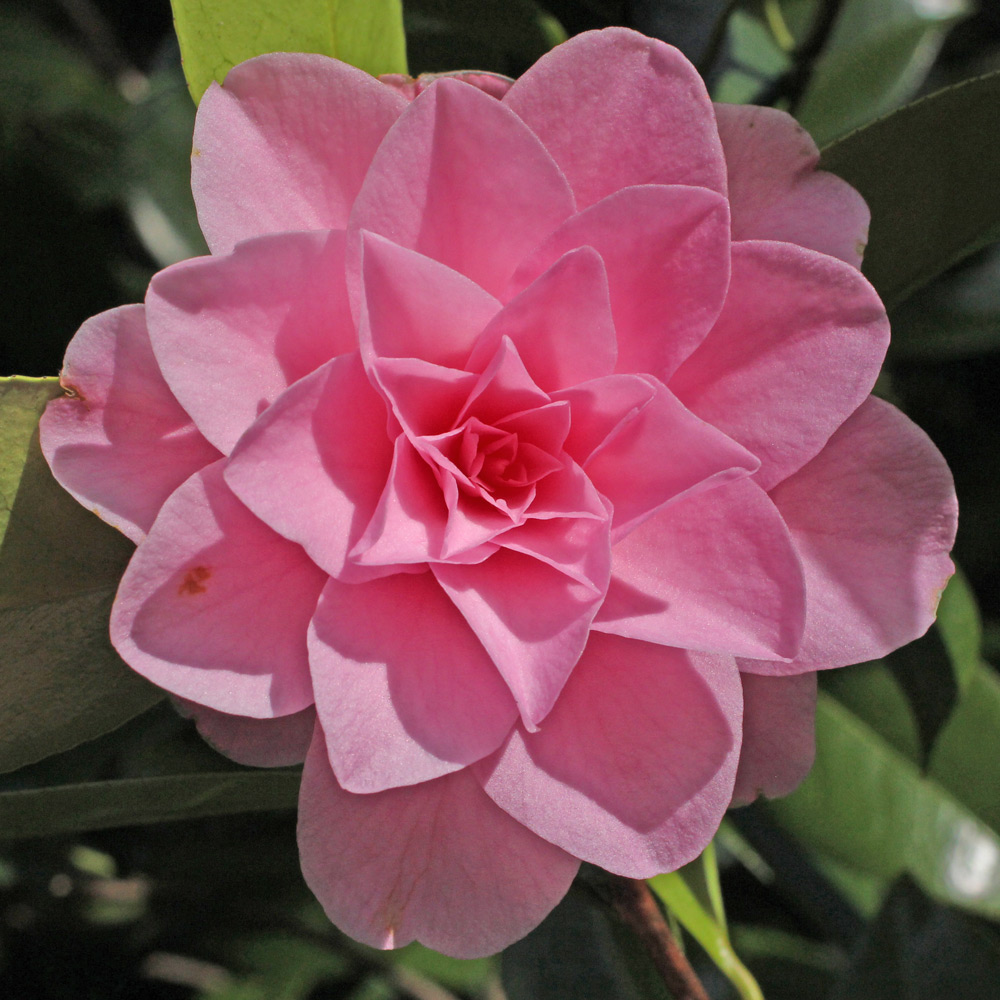 Camellia x williamsii 'Betty Ridley'
