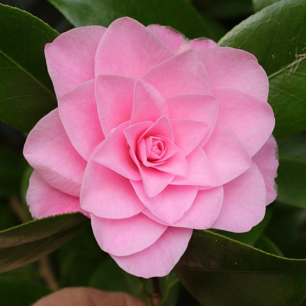 Camellia x williamsii 'Betty Ridley'