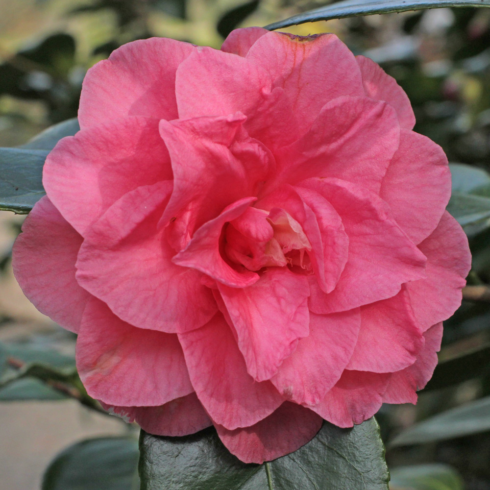 Camellia japonica 'Betty Sheffield Pink'