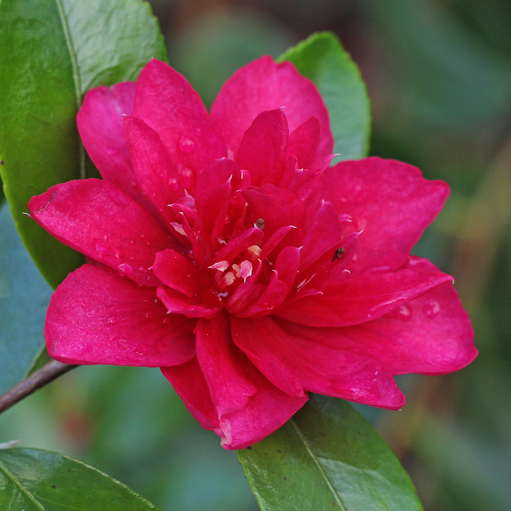 Camellia x hiemalis 'Bonanza'
