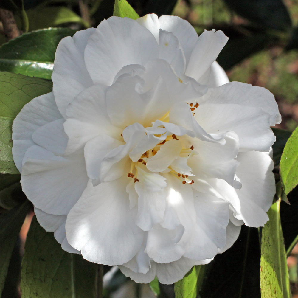 Camellia x williamsii 'Bridal Gown'