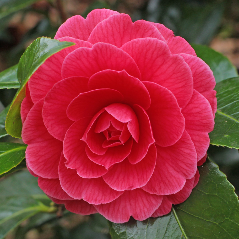 Camellia japonica 'Cardinal Variegated'