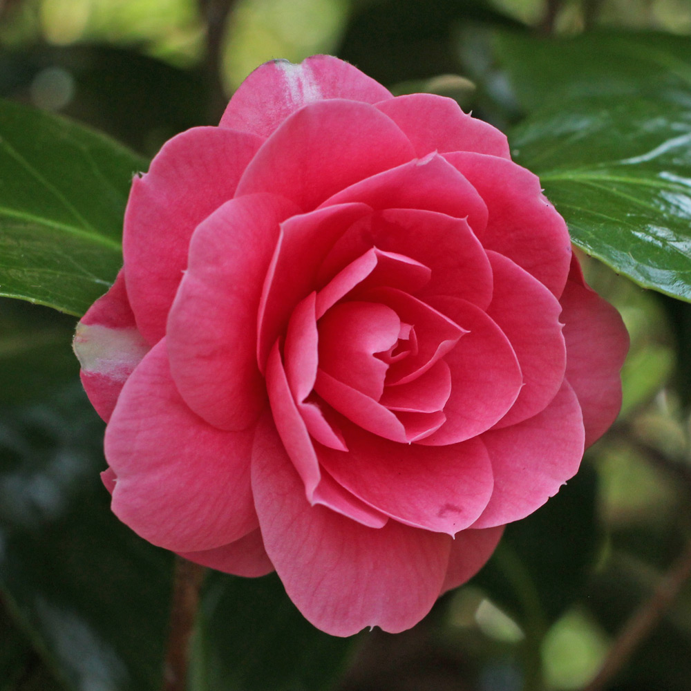 Camellia japonica 'Catherine Cathcart'