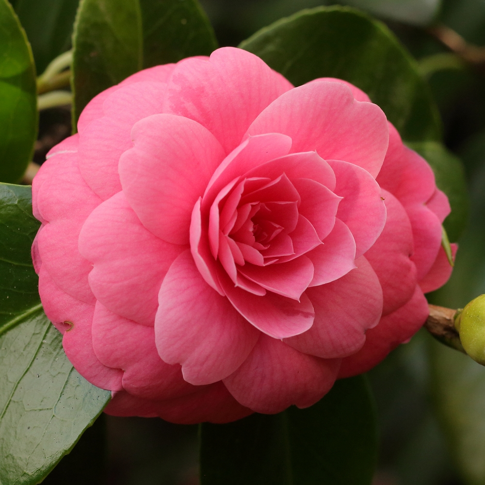 Camellia japonica 'Catherine Cathcart'