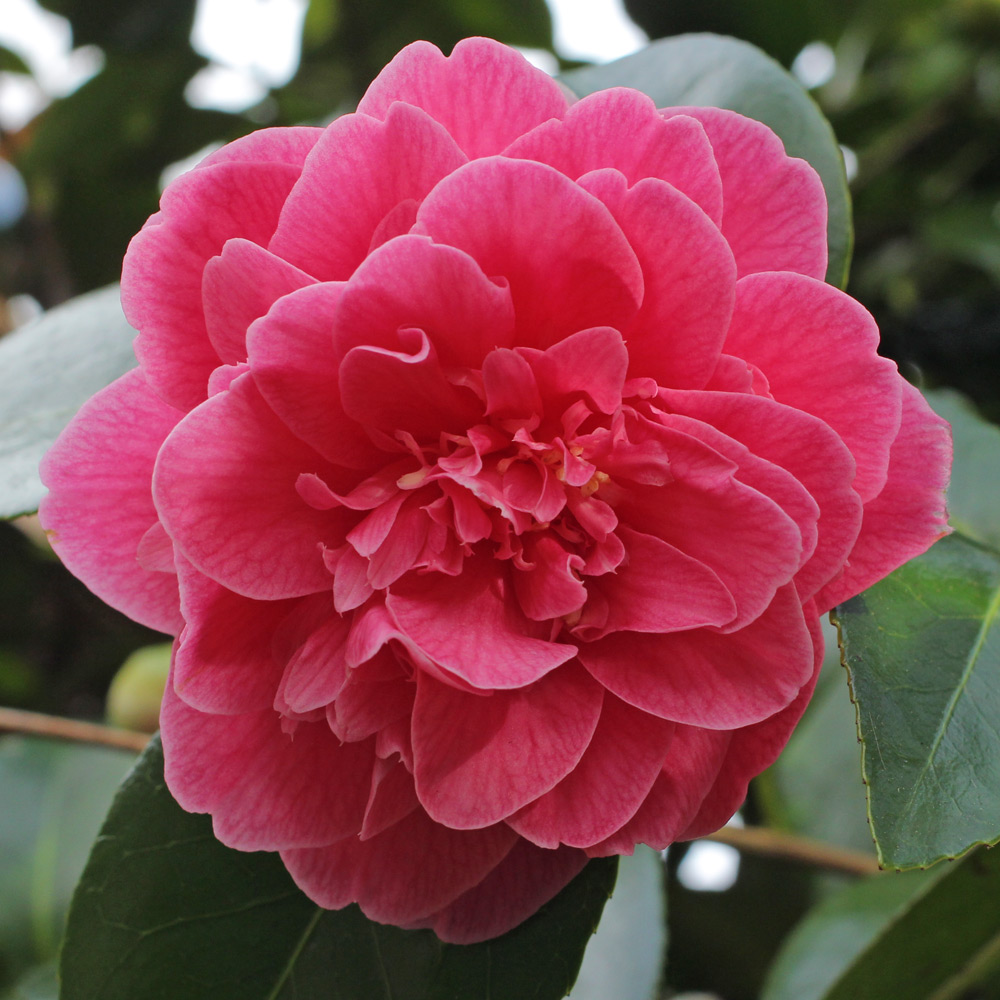 Camellia x williamsii 'Charlean'