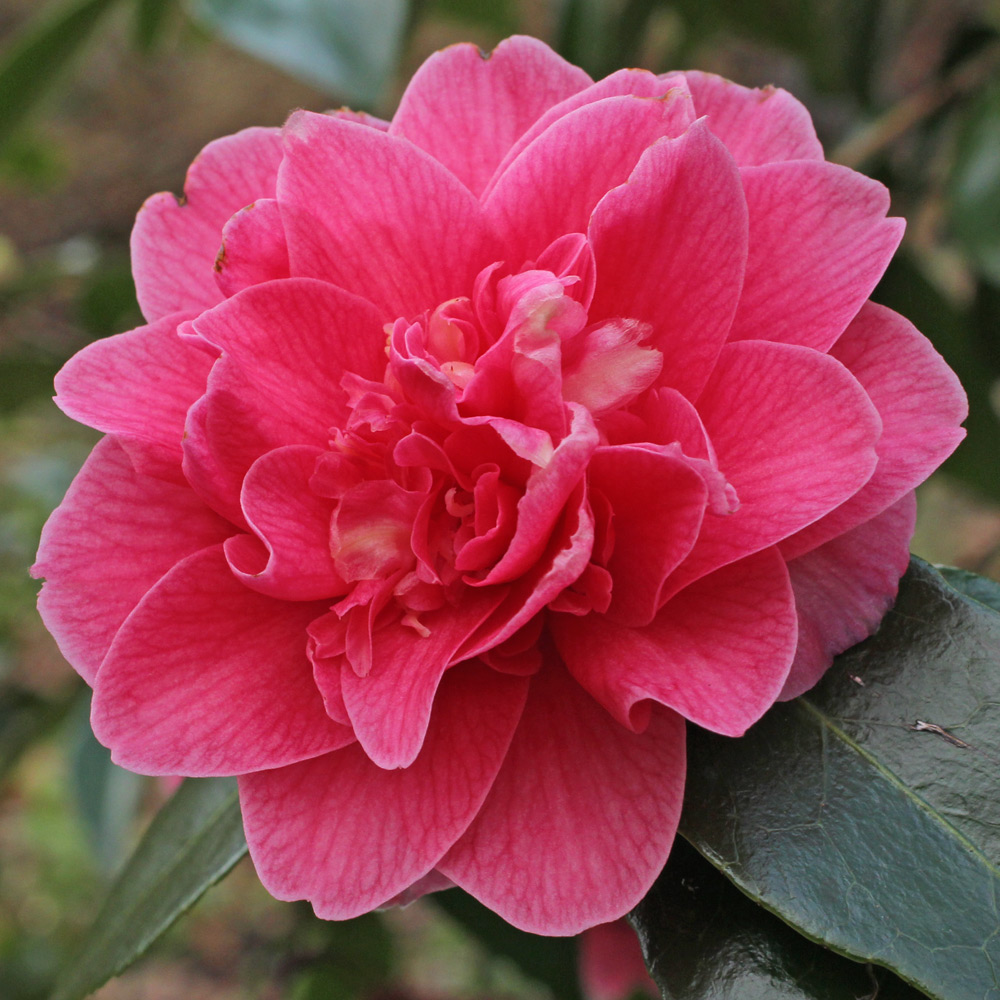 Camellia x williamsii 'Charlean'