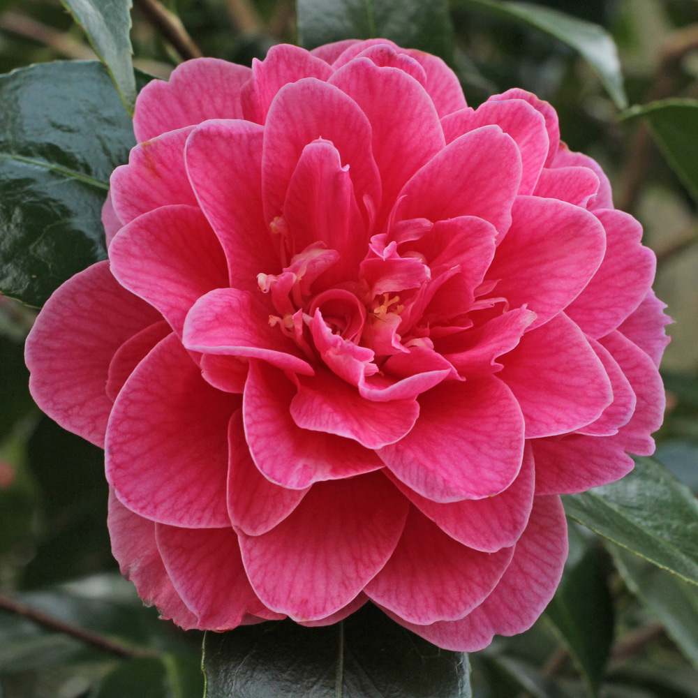 Camellia x williamsii 'Charlean'