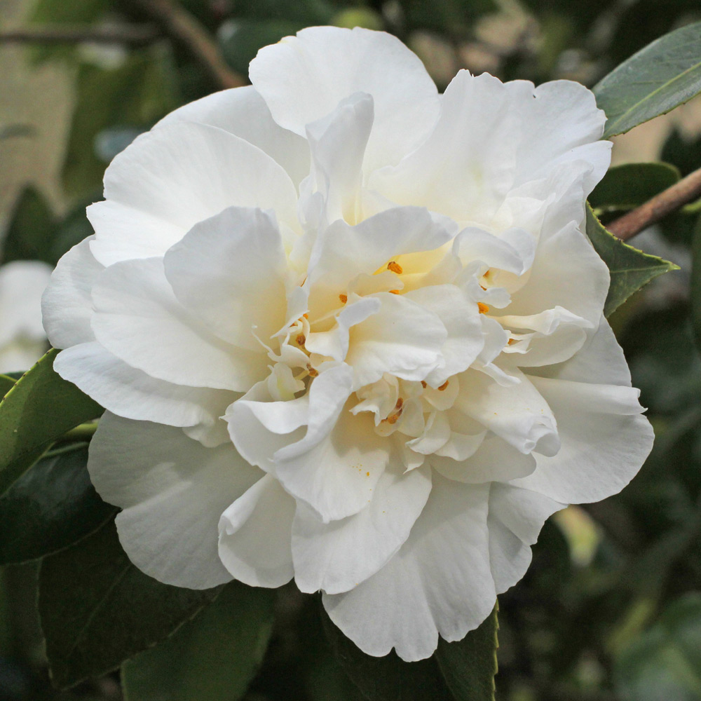Camellia japonica 'Charlie Bettes'
