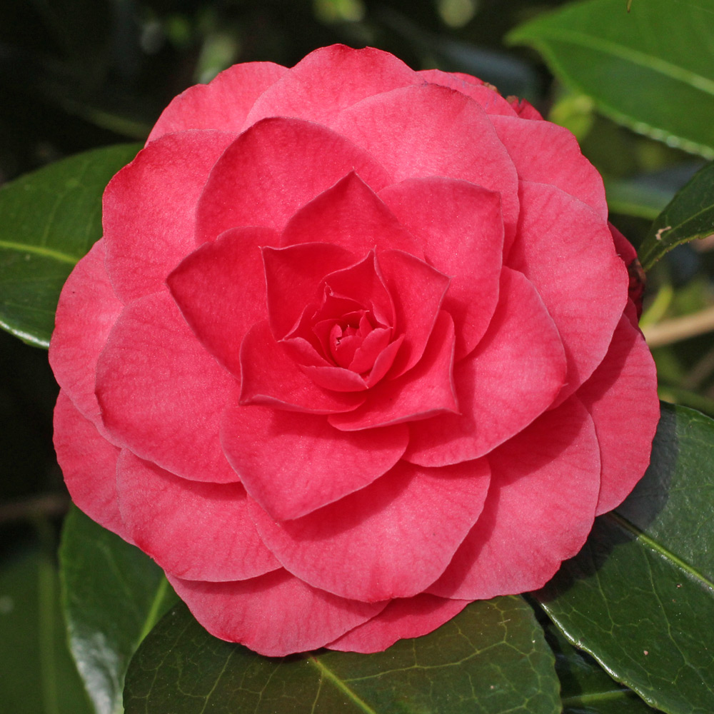 Camellia japonica 'Cheerful'
