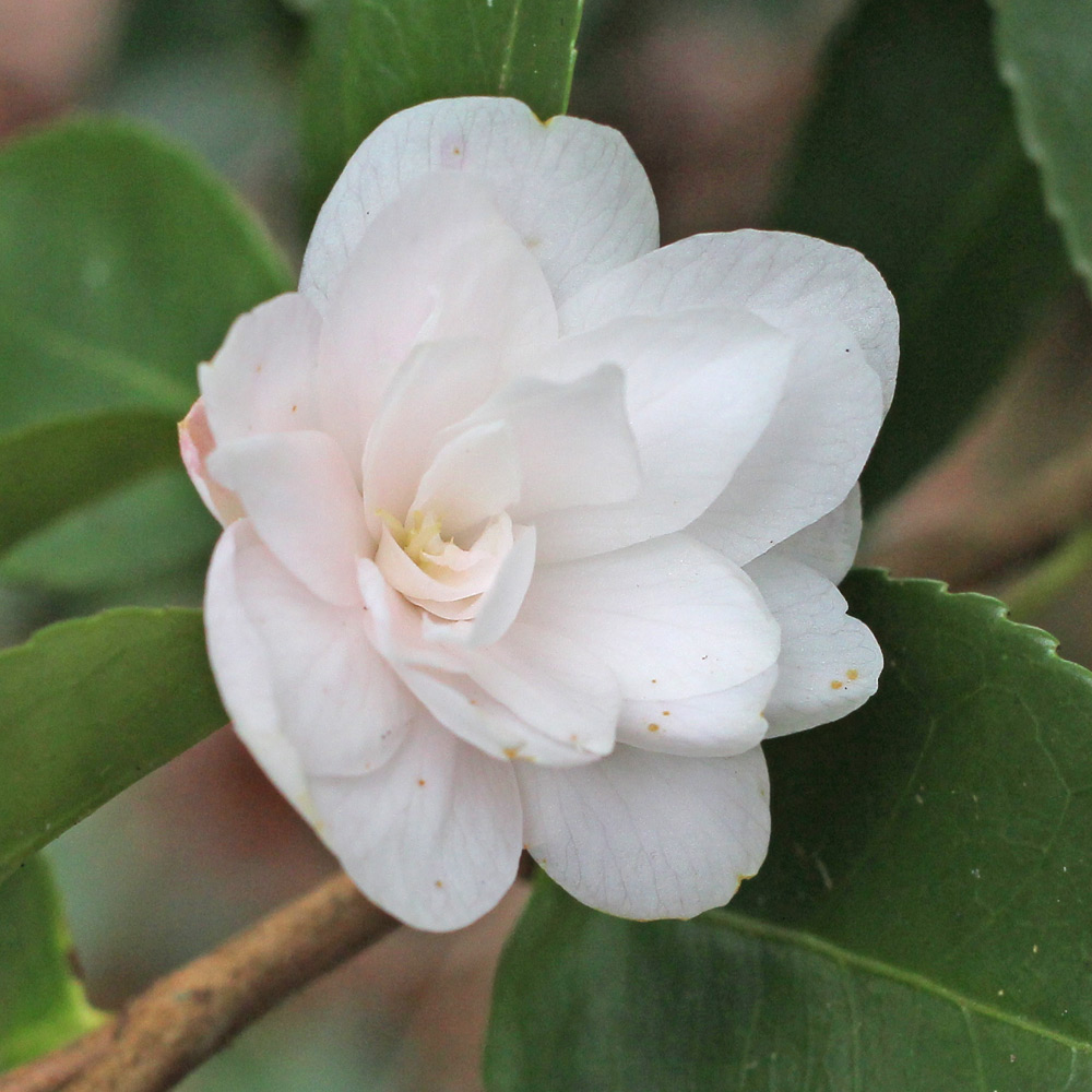 Camellia hybrid 'Cinnamon Cindy'